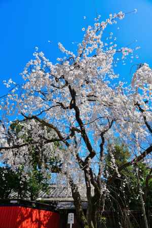 車折神社　（2022年3月27日） scene７