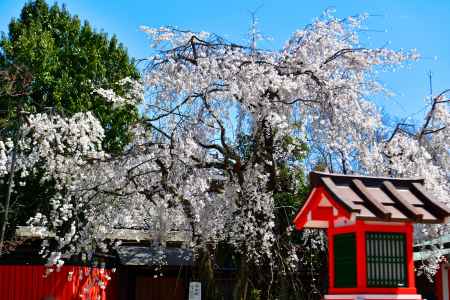 車折神社　（2022年3月27日） scene８