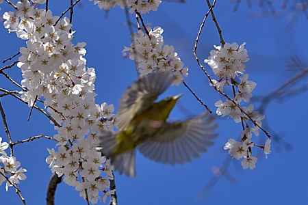 車折神社　（2022年3月27日） scene10