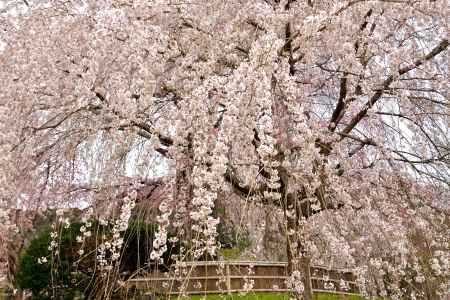 円山公園　（2022年3月28日）　scene４