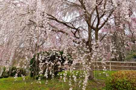 円山公園　（2022年3月28日）　scene５