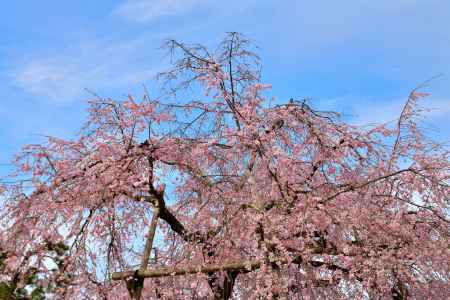 円山公園　（2022年3月28日）　scene６