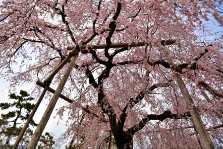 円山公園　（2022年3月28日）　scene７