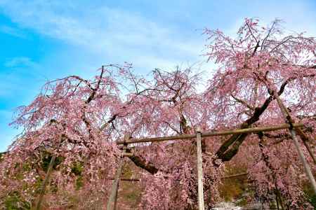 円山公園　（2022年3月28日）　scene８