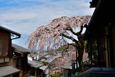 産寧坂明保野亭（2022年3月28日）Scene３