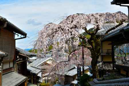 産寧坂明保野亭（2022年3月28日）Scene５