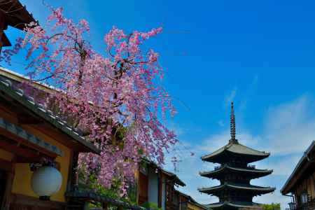 八坂の塔と枝垂れ桜　（2022年3月28日）　Scene３