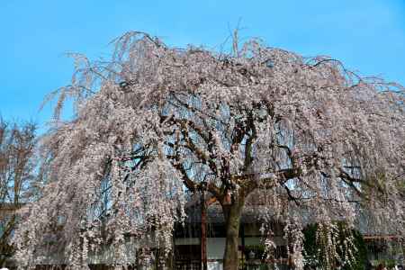 本満寺　（2022年3月28日） Scene1