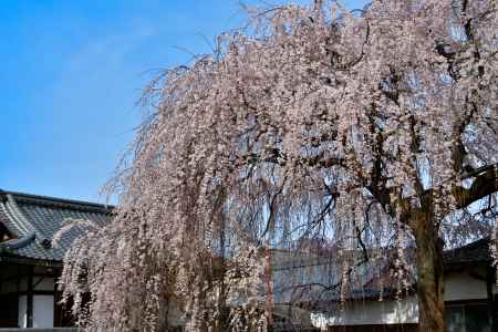 本満寺　（2022年3月28日） Scene２