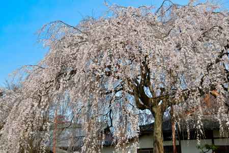 本満寺　（2022年3月28日） Scene３