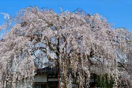 本満寺　（2022年3月28日） Scene５