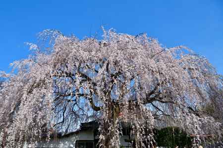 本満寺　（2022年3月28日） Scene６