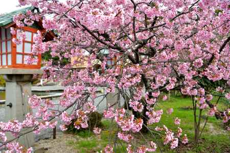 霊山観音　（2022年3月28日）　Scene４