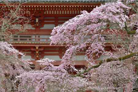 醍醐寺　（2022年3月28日）Scene1