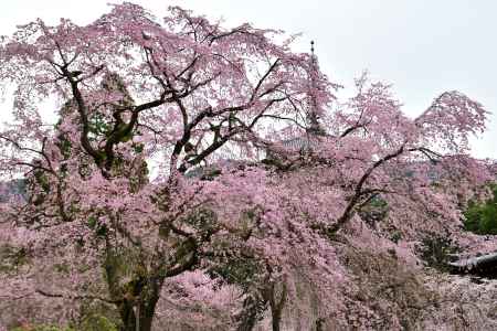 醍醐寺　（2022年3月28日）Scene２
