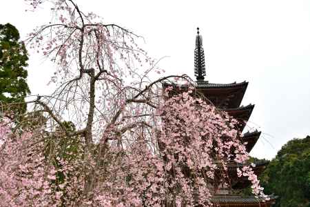 醍醐寺　（2022年3月28日）Scene４
