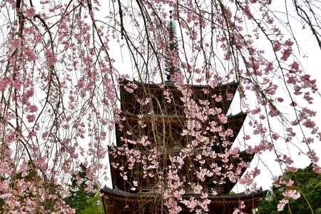 醍醐寺　（2022年3月28日）Scene５