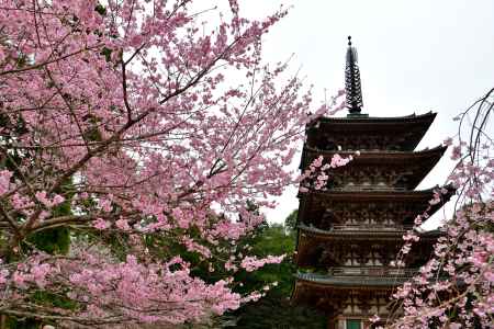 醍醐寺　（2022年3月28日）Scene６