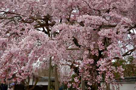 醍醐寺　（2022年3月28日）Scene12