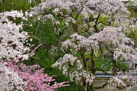 醍醐寺　（2022年3月28日）Scene13