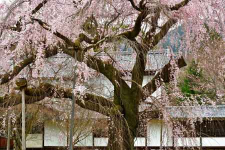 醍醐寺　（2022年3月28日）Scene17