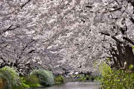 中書島　（2022年4月1日）Scene8