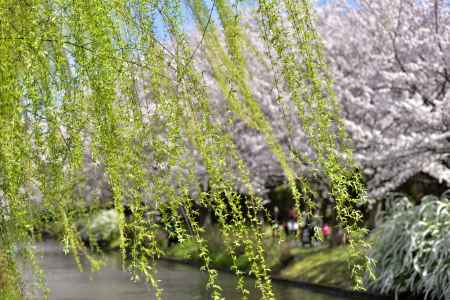 中書島　（2022年4月1日）Scene9