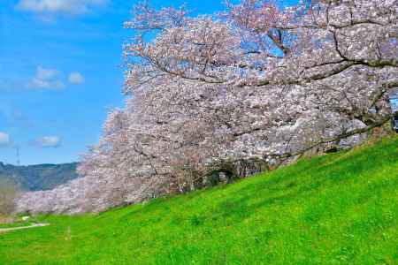 背割堤（2022年4月１日）Scene1