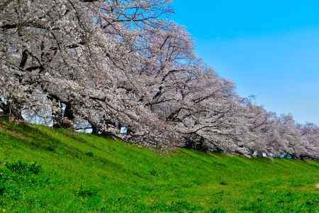 背割堤（2022年4月１日）Scene2