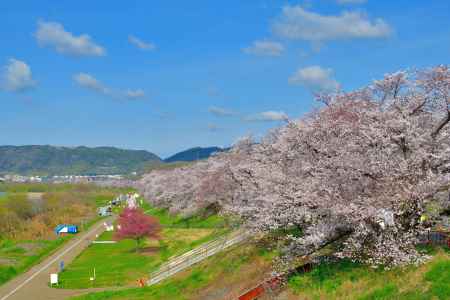 背割堤（2022年4月１日）Scene11