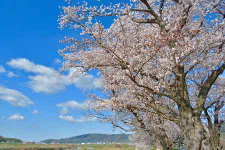 背割堤（2022年4月１日）Scene12