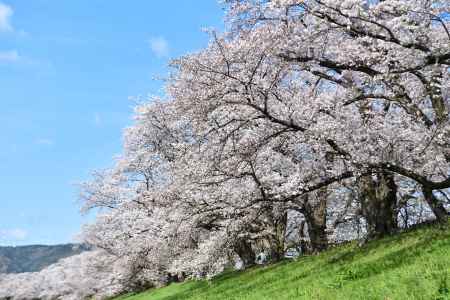 背割堤（2022年4月１日）Scene14
