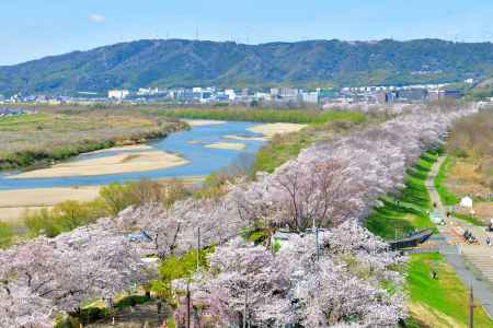 背割堤（2022年4月１日）Scene16