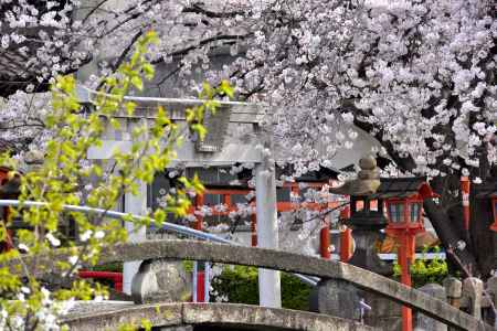六孫王神社（2022年4月2日）Scene１