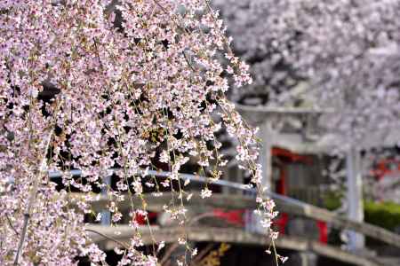六孫王神社（2022年4月2日）Scene２