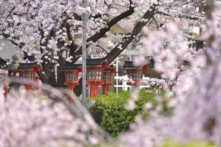 六孫王神社（2022年4月2日）Scene３