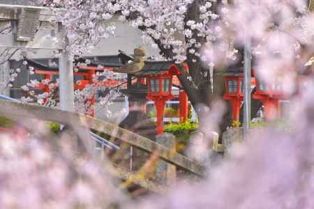 六孫王神社（2022年4月2日）Scene４