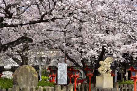 六孫王神社（2022年4月2日）Scene６