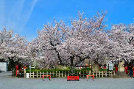六孫王神社（2022年4月2日）Scene10