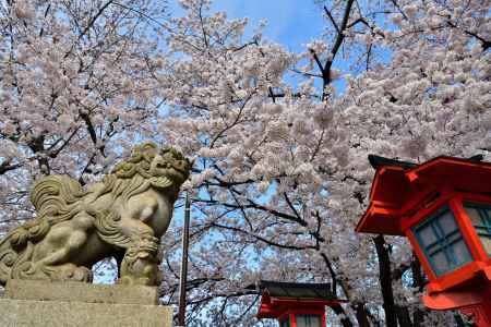 六孫王神社（2022年4月2日）Scene14