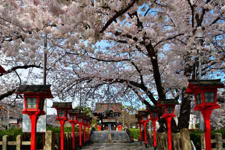 六孫王神社（2022年4月2日）Scene16