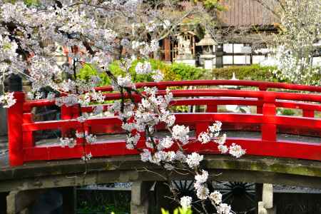 六孫王神社（2022年4月2日）Scene18