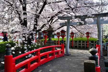 六孫王神社（2022年4月2日）Scene20