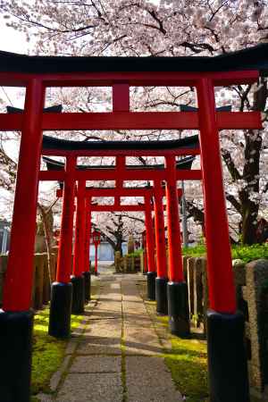 六孫王神社（2022年4月2日）Scene21