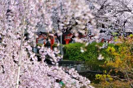 六孫王神社（2022年4月2日）Scene23