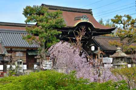 六孫王神社（2022年4月2日）Scene24