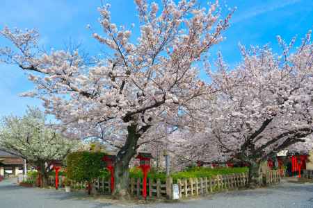 六孫王神社（2022年4月2日）Scene26