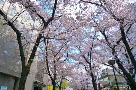 祇園白川（2022年4月4日）Scene1