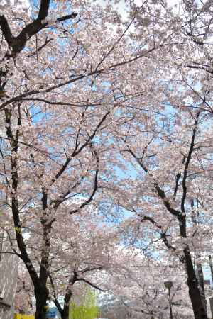 祇園白川（2022年4月4日）Scene2