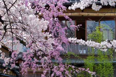 祇園白川（2022年4月4日）Scene5